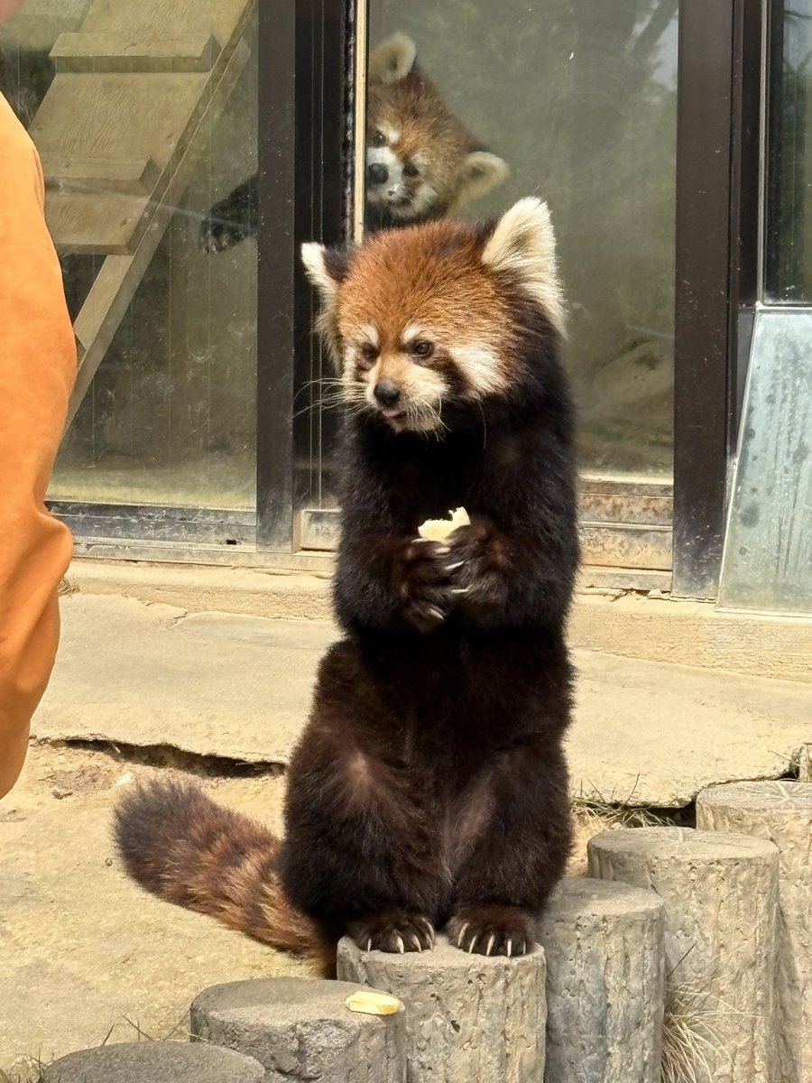 鯖江市西山動物園 tweet media