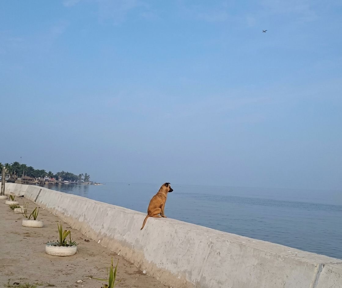 Oturdum düşünüyorum….
Biz yok olunca insanların dünyası nasılda güllük gülistanlik , güvenli, barışcil, sokakları pırıl pırıl çöpten pislikten uzak oldu! Ucuzluk geldi, güneş yine doğudan doğmaya başladı. Kimse ölmüyor, bir yerleri kıtlanmiyor…Yaradan bizi boşa yaratmış!