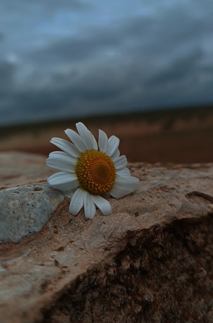 يامن هوى اعزني وذلني😔 tweet media