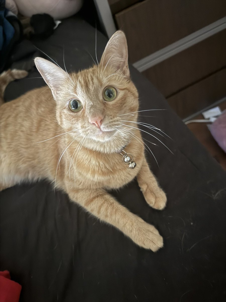 cv ryan 🐐 tweet media