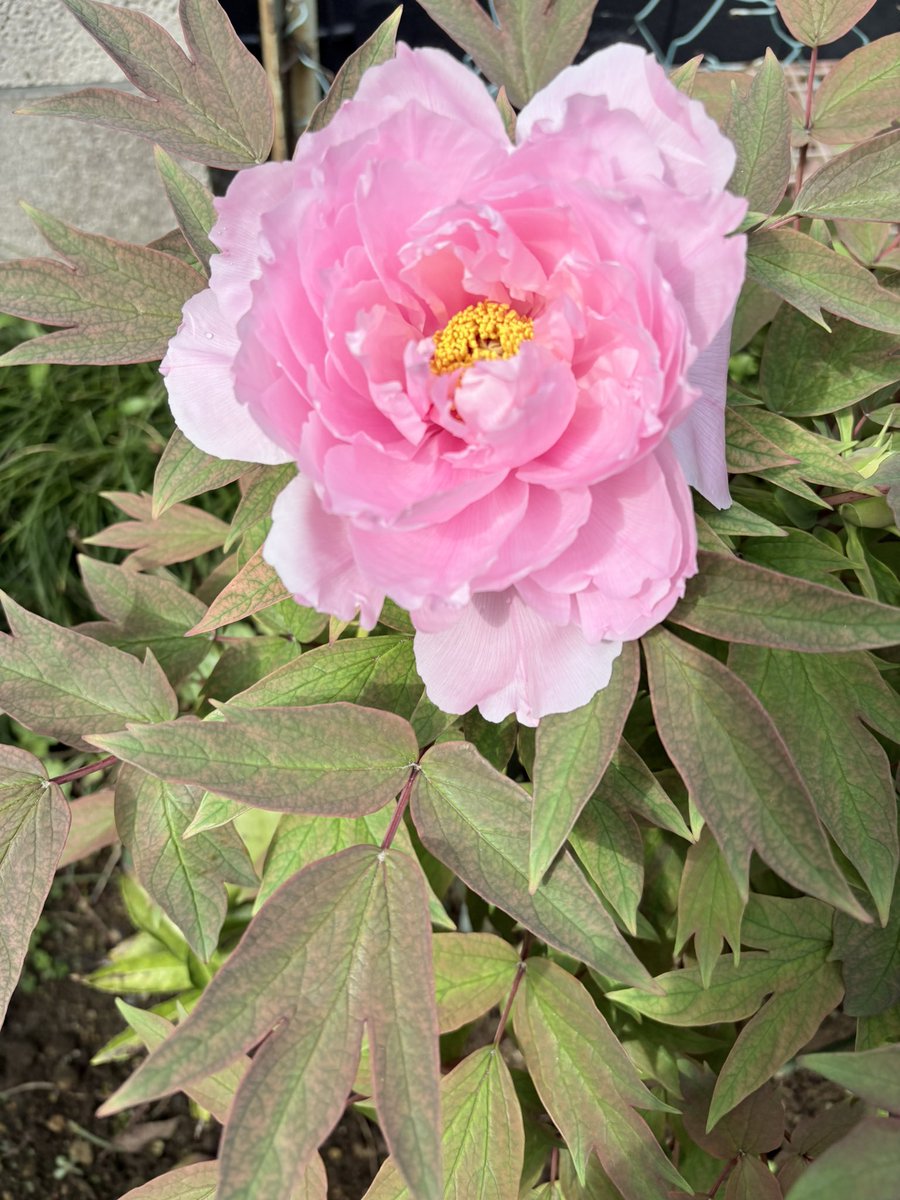 神奈木智 守護者シリーズ最終巻執筆中！ tweet media