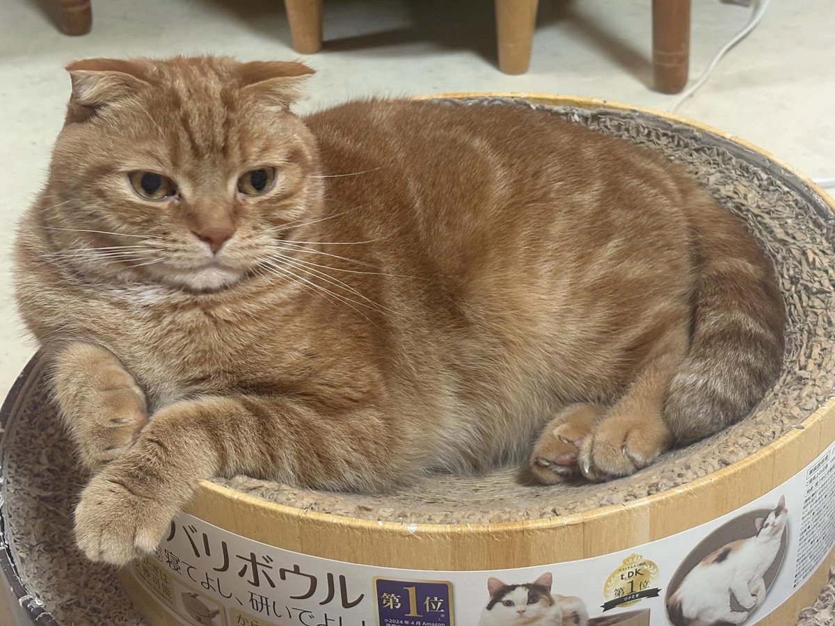 しるこサンド tweet media