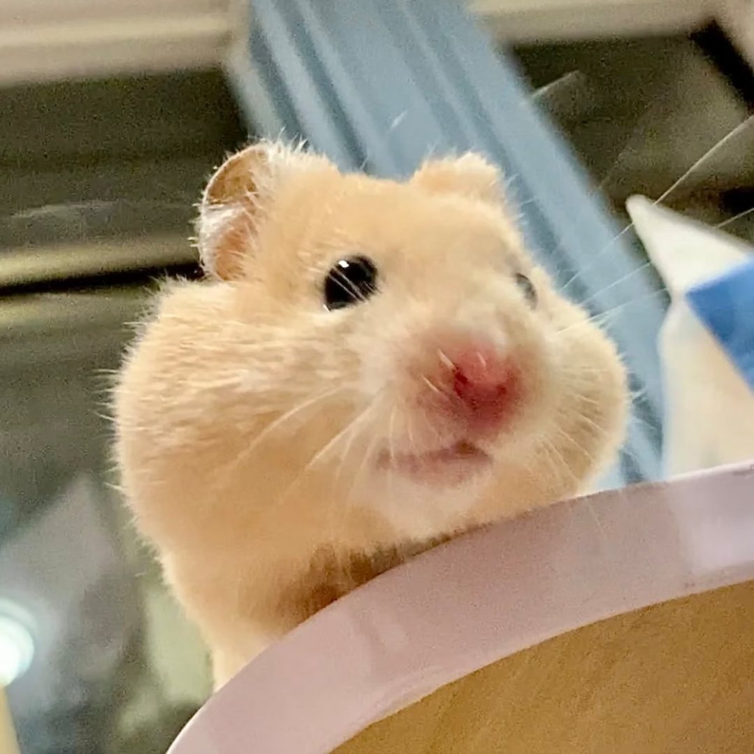 햄스터 서경배 tweet media