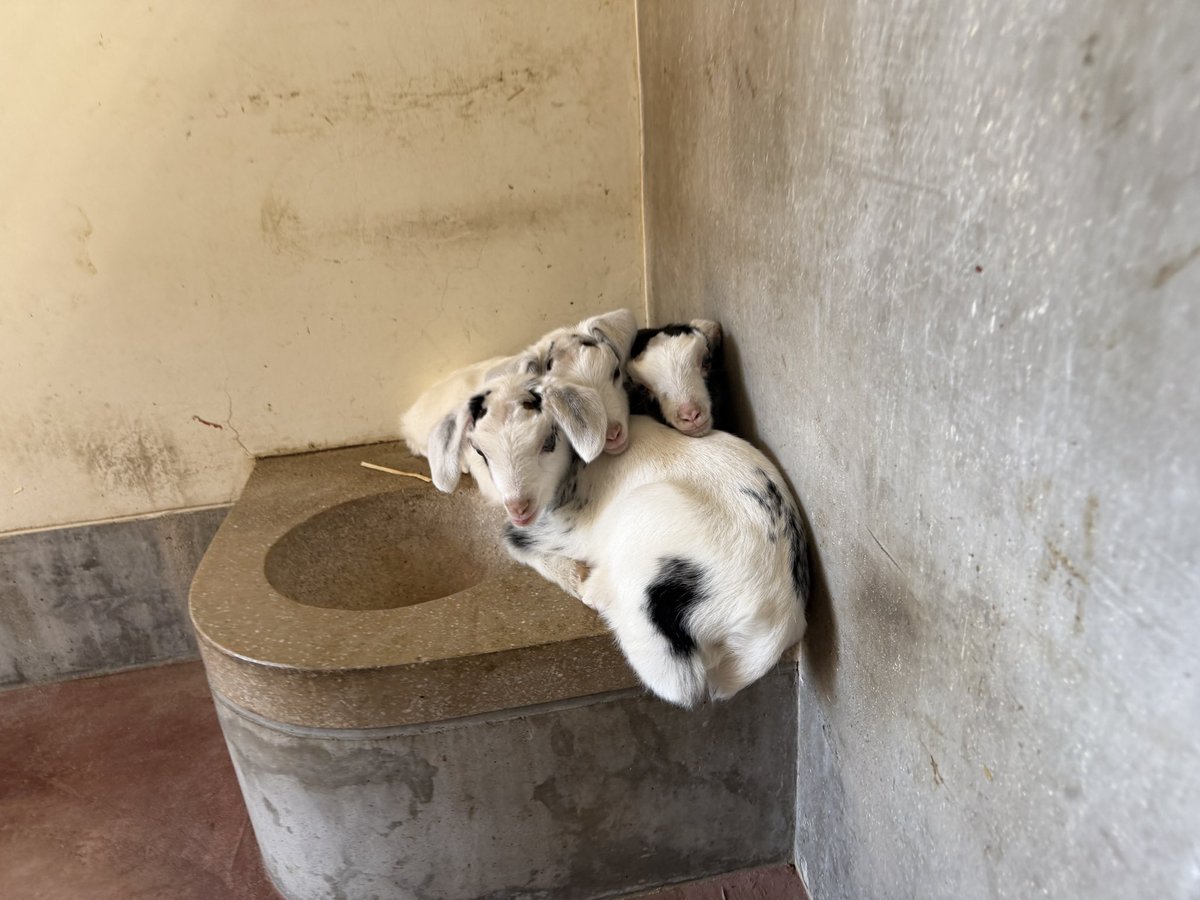 豊橋総合動植物公園（のんほいパーク） tweet media