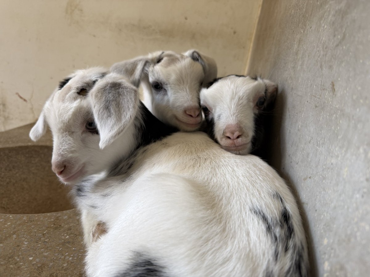 豊橋総合動植物公園（のんほいパーク） tweet media