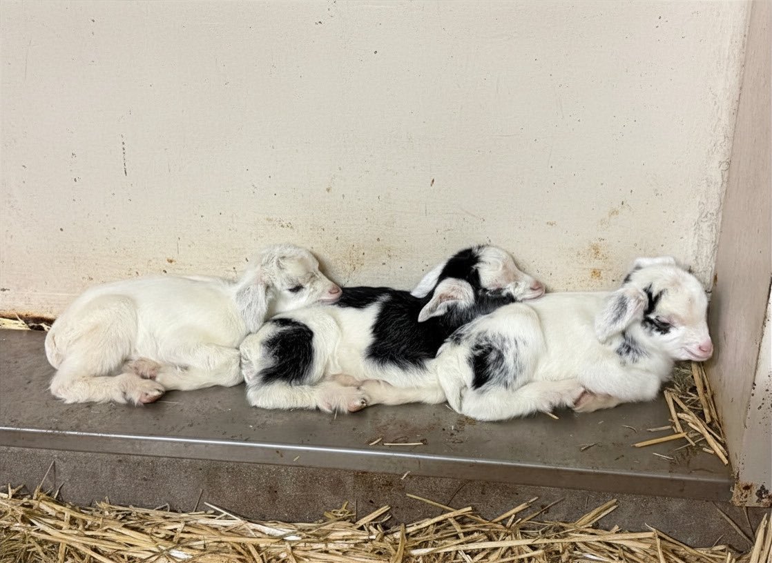 豊橋総合動植物公園（のんほいパーク） tweet media