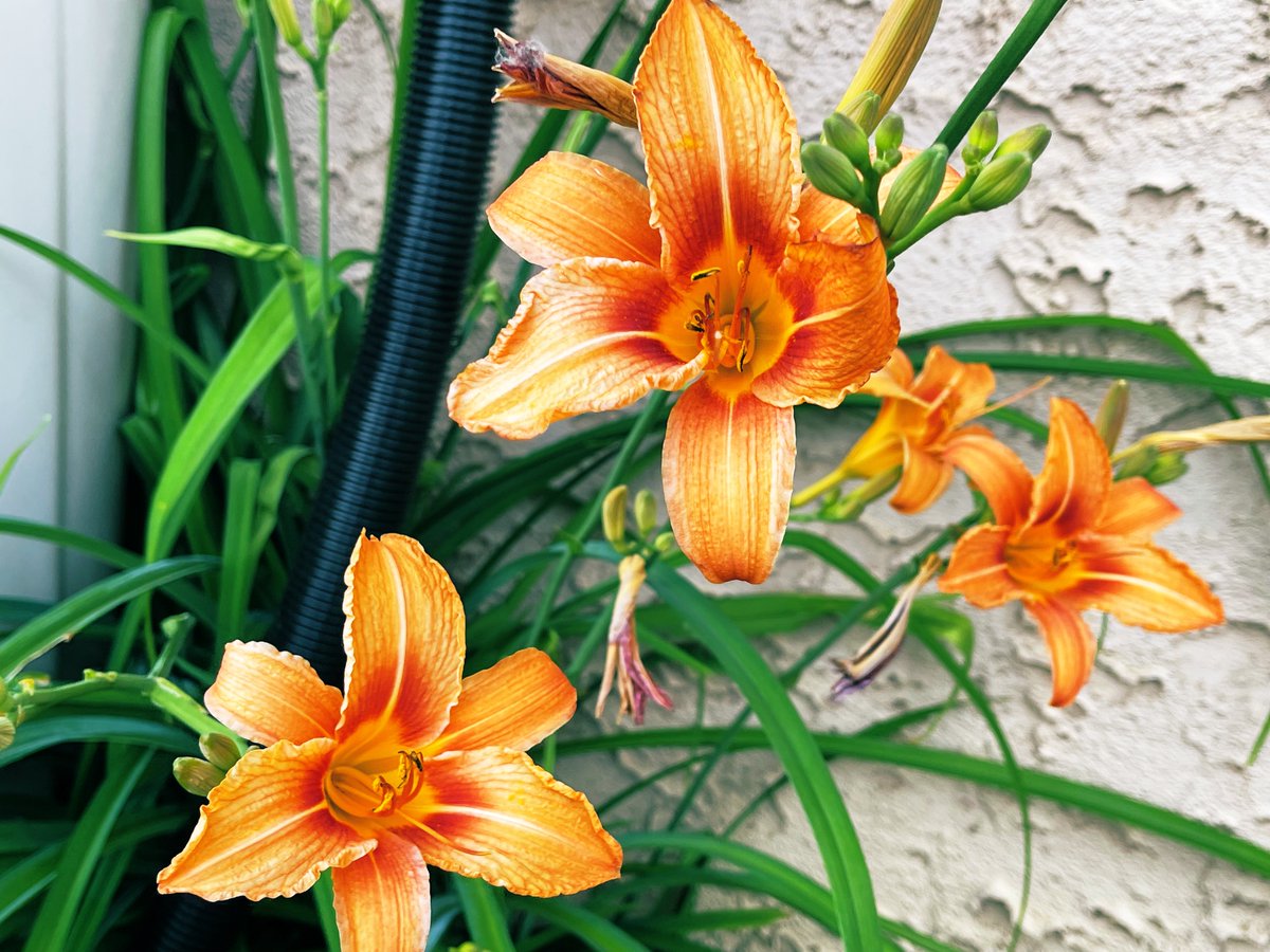 🍁 𒆜Dharsh𒆜 🍁 🎧⚕️ tweet media