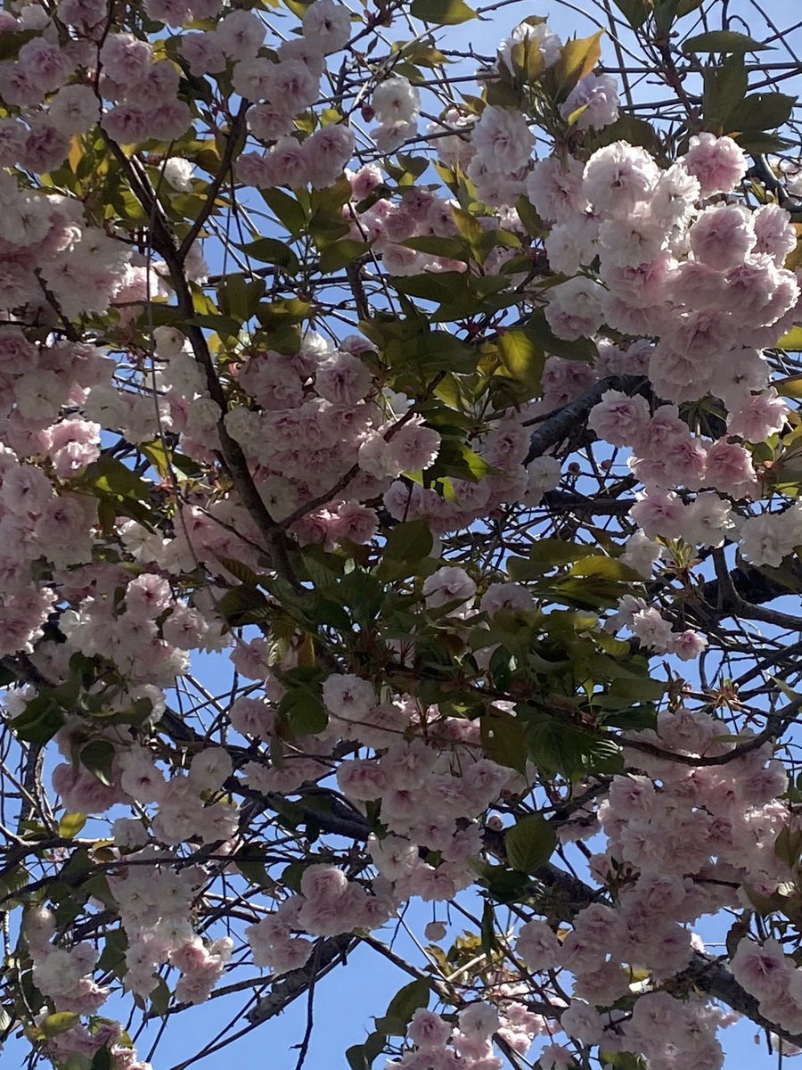 吉水恭子 tweet media