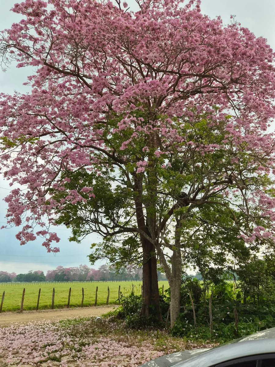 Foto de apreciación a la bugambilia qué esta en mi ranchito :3