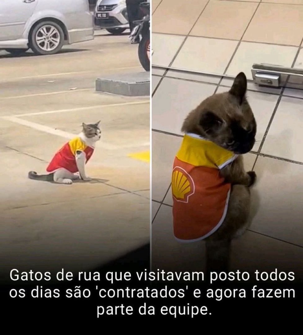 gatos fazendo gatices tweet media