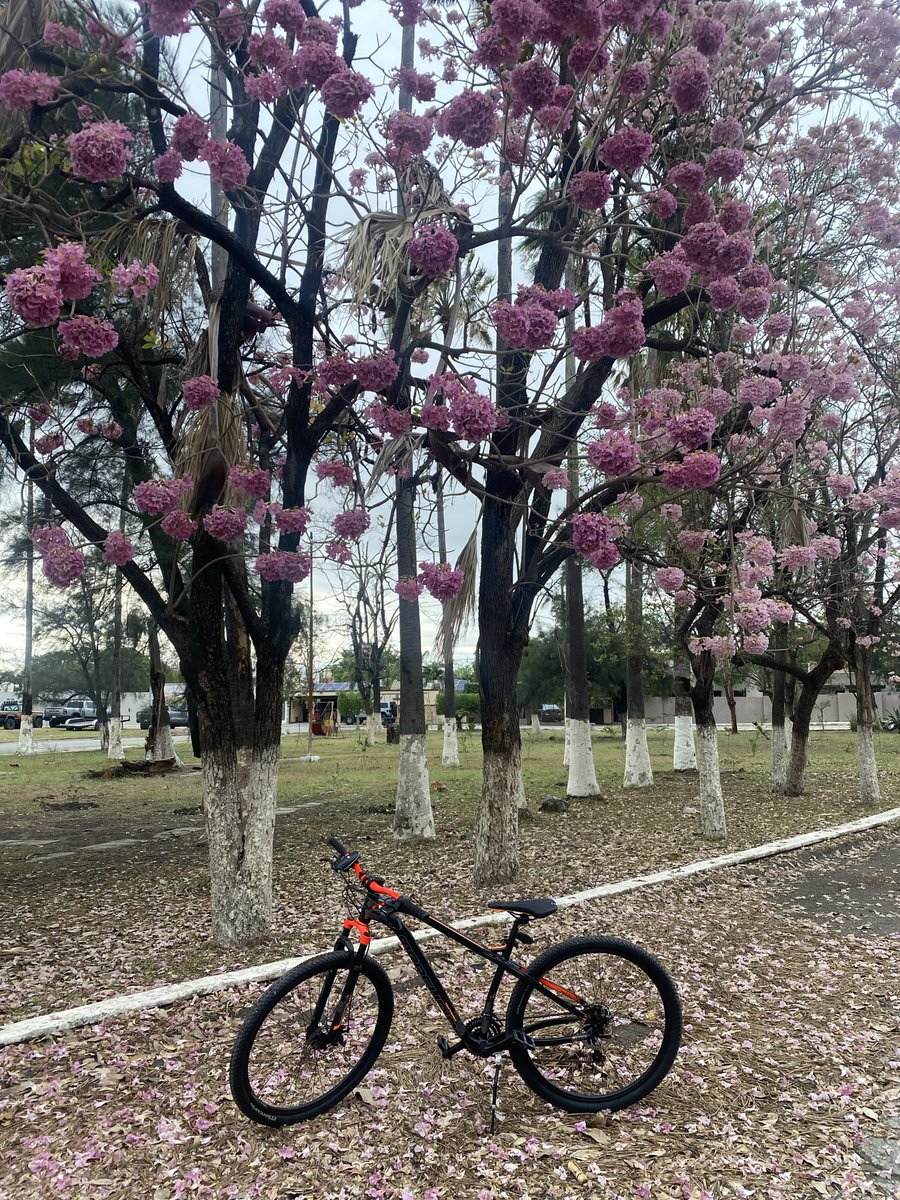 Isnurseee's tweet photo. Ya quiero vivir en mante de Nuevo para andar en bici a diario https://t.co/UHbqzbwoIW