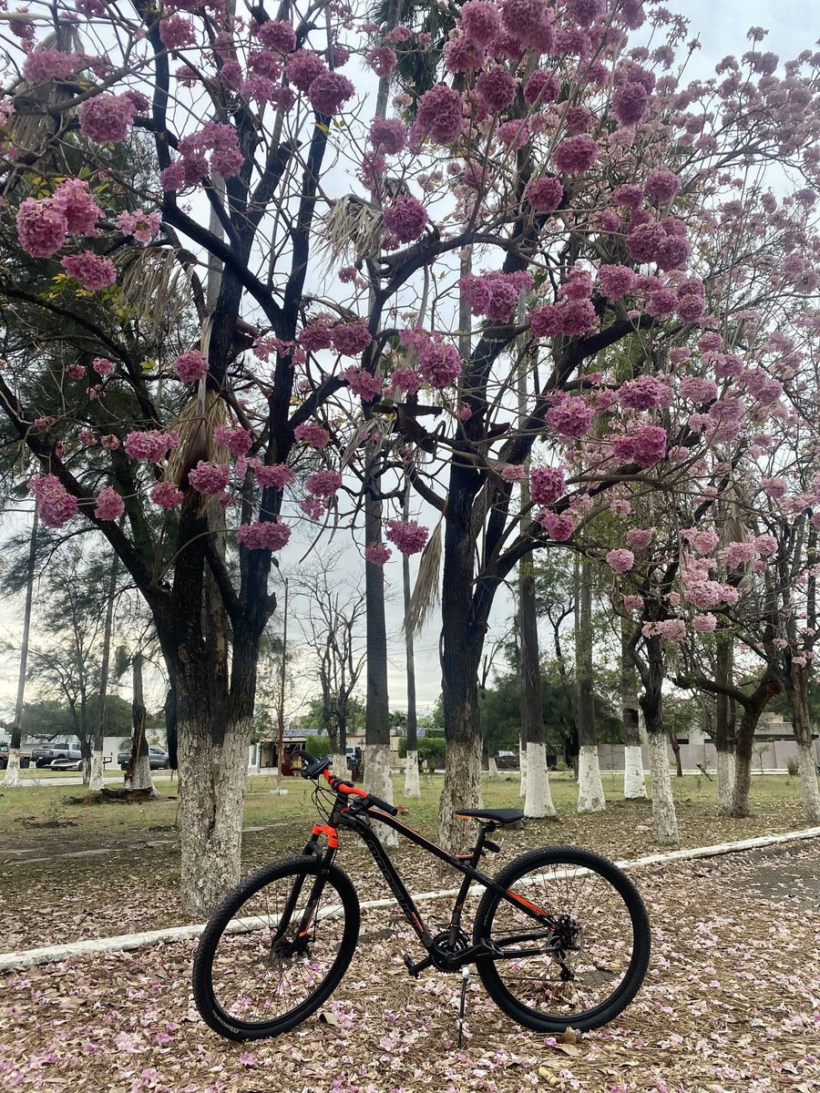 Isnurseee's tweet photo. Ya quiero vivir en mante de Nuevo para andar en bici a diario https://t.co/UHbqzbwoIW