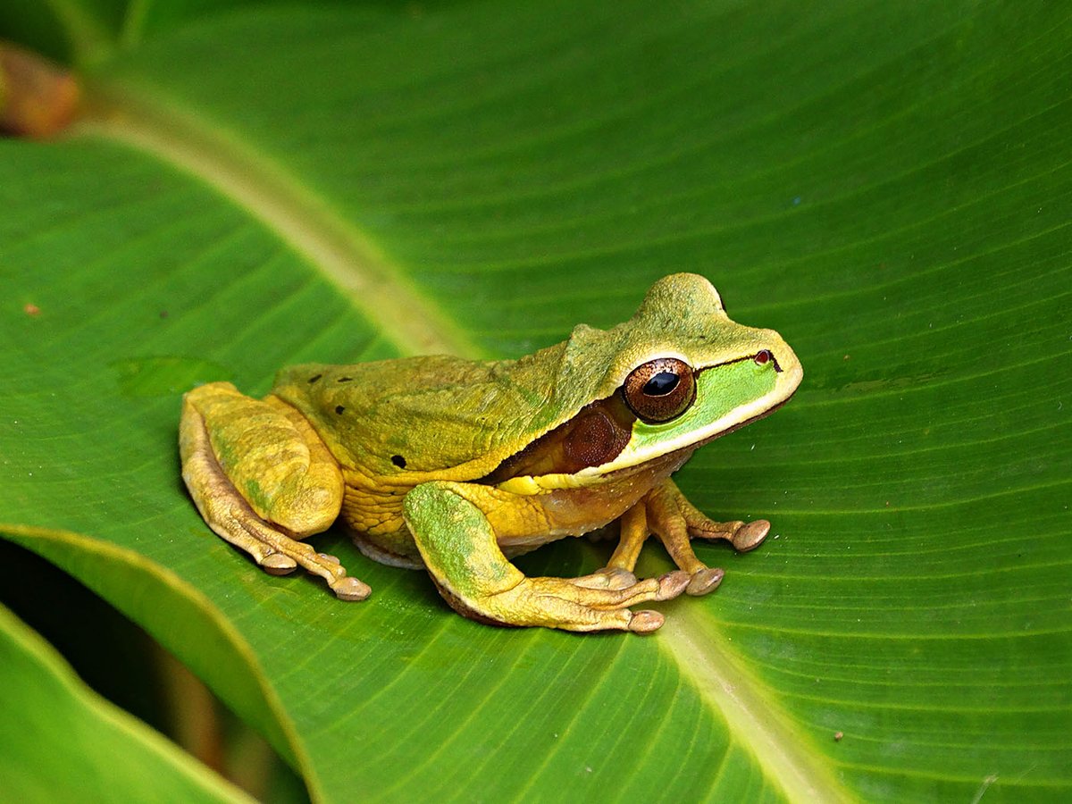 SAVE THE FROGS! tweet media
