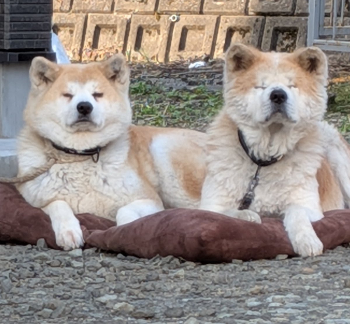 勝次狼 tweet media