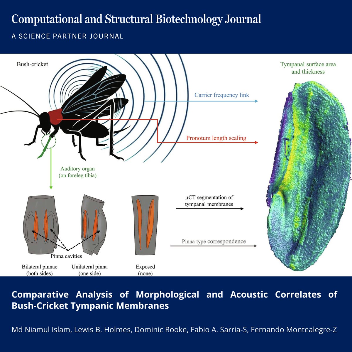 🔗 Comparative Analysis of Morphological and Acoustic Correlates of Bush-Cricket Tympanic Membranes. doi.org/10.34133/csbj.…

📚CSBJ - A Science Partner Journal: spj.science.org/journal/csbj

<a href="/unilincoln/">University of Lincoln, UK</a> <a href="/CSB_Journal/">CSBJ</a> <a href="/SPJournals/">Science Partner Journals</a> <a href="/aaas/">AAAS</a> #Biomimetics #Acoustics #Bioacoustics #Biosensors