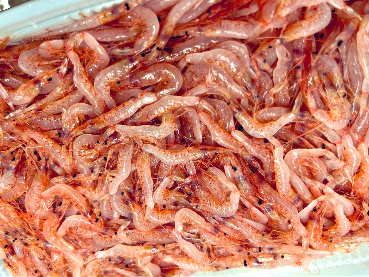 アンドセジュール tweet media