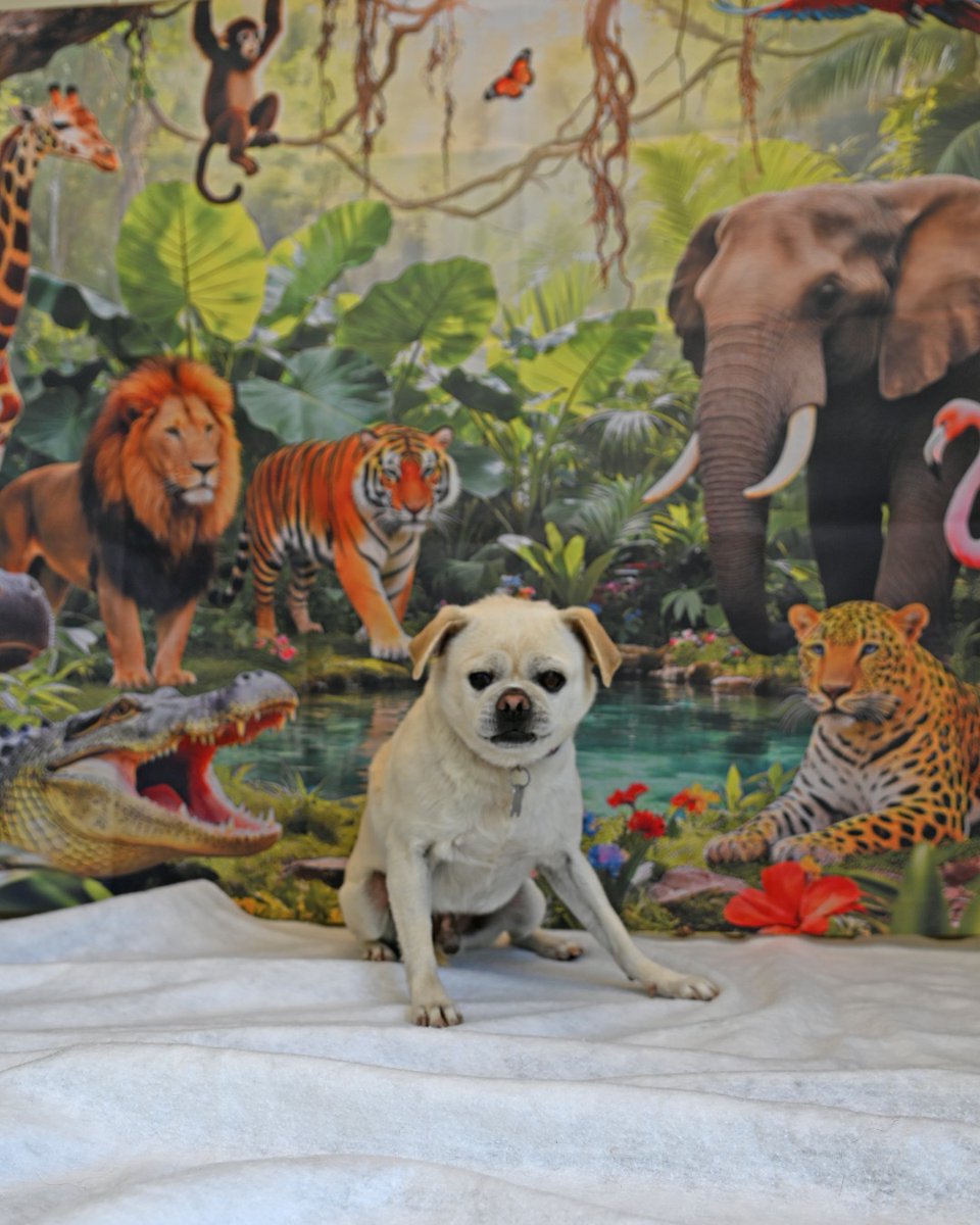 Helen Woodward Animal Center tweet media