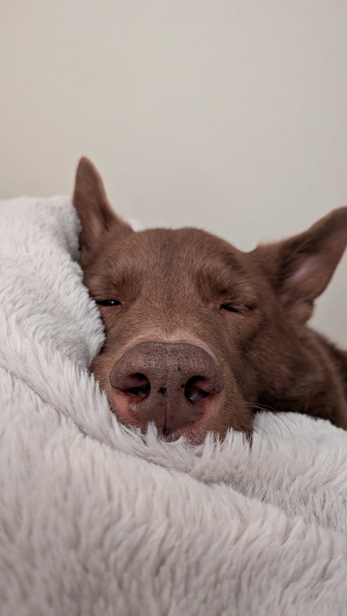 あいめろ tweet media