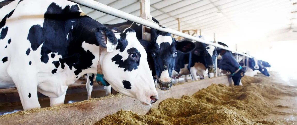 eDairyNewsEs's tweet image. #Forrajes resistentes: la clave ante el clima extremo. Lea la Noticia 👉  buff.ly/kppLclD