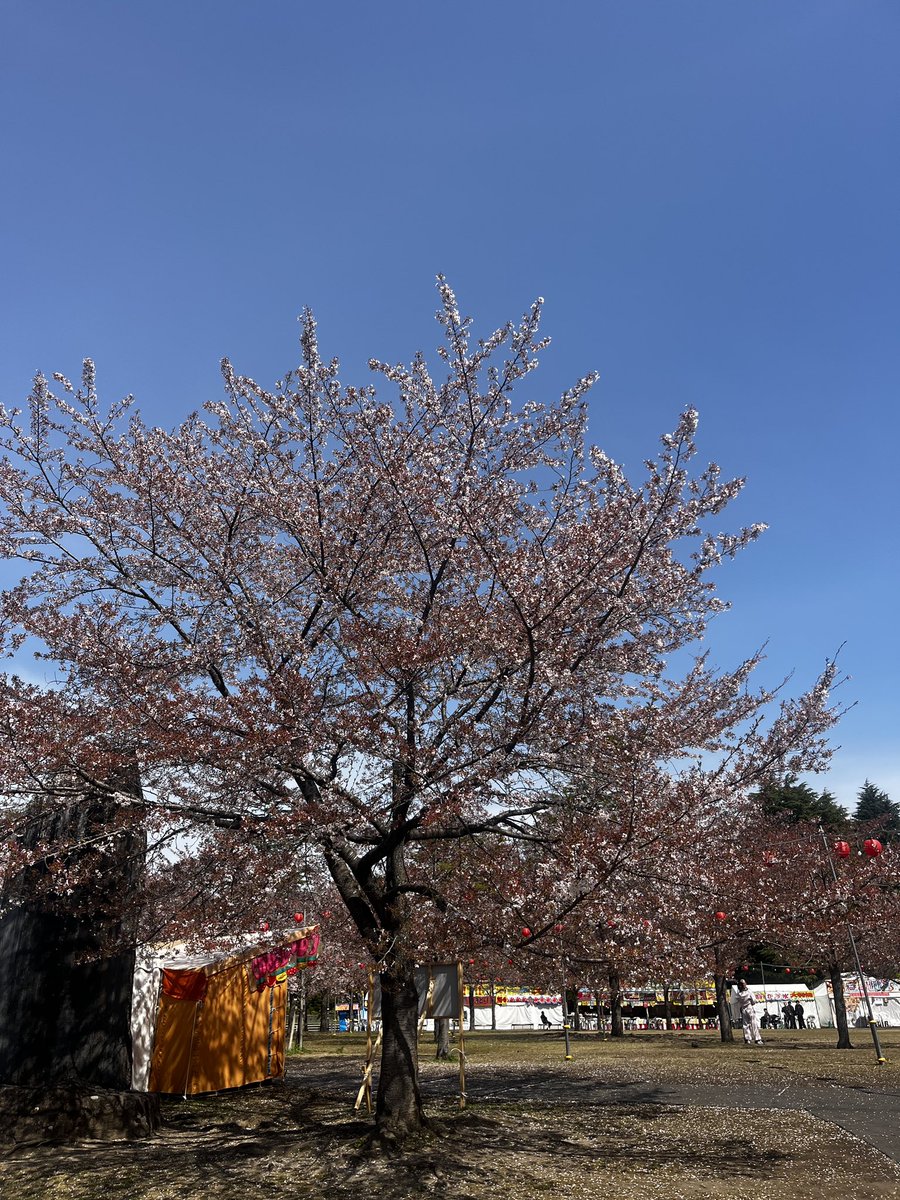 西公園お花見 tweet media