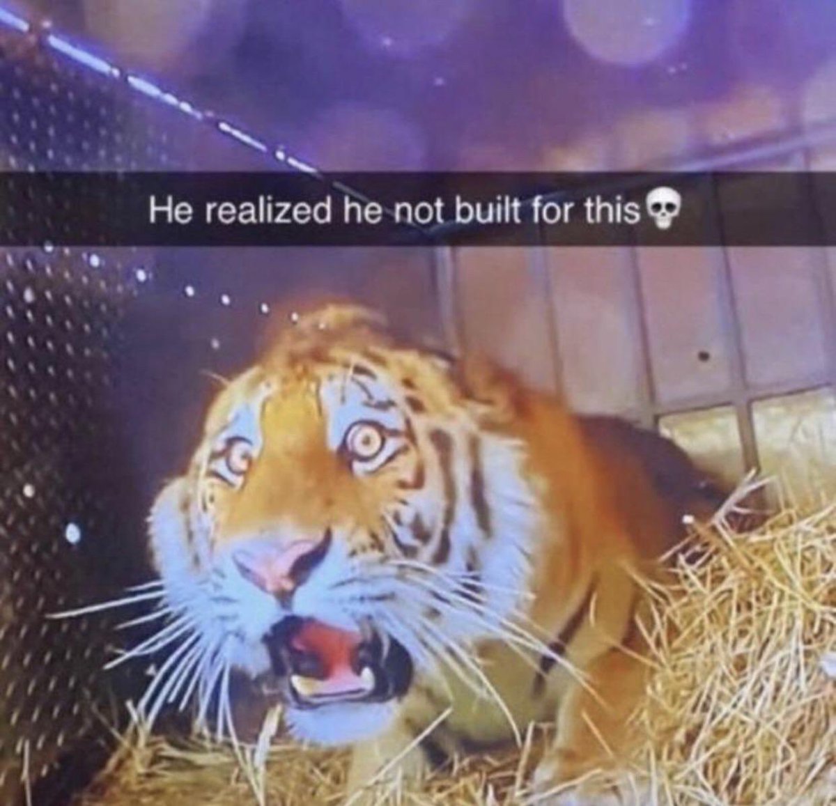 Tom Wilson is the goat tweet media