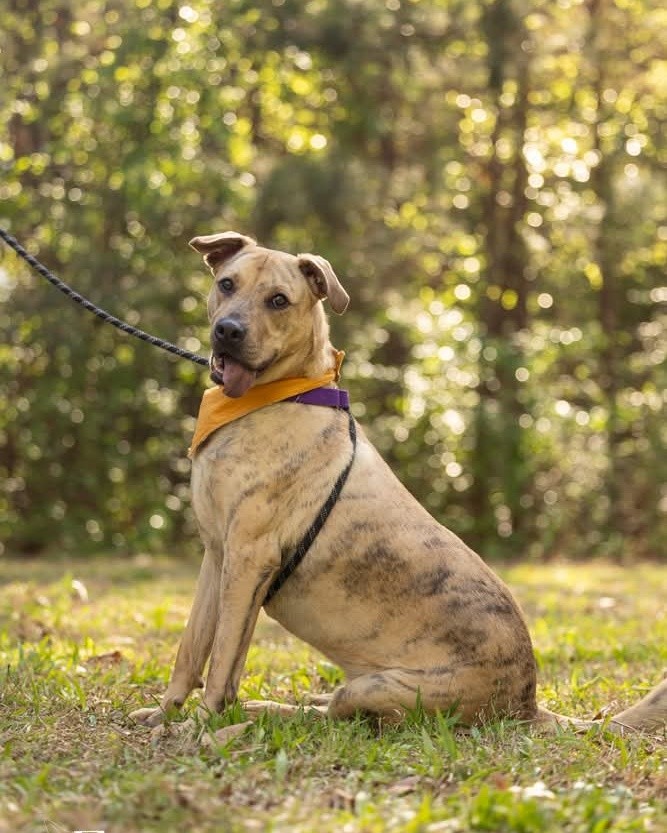 Medium dopey, but maximum lovely!
Tigger may share a name with mischievous cartoon bouncing tiger, but this handsome boy plays by the rules. He checks in on walks, keeps his kennel tidy, and already knows some fun tricks.
pets.wake.gov/adopt/267304
Photo by @fivefreedomsphotography