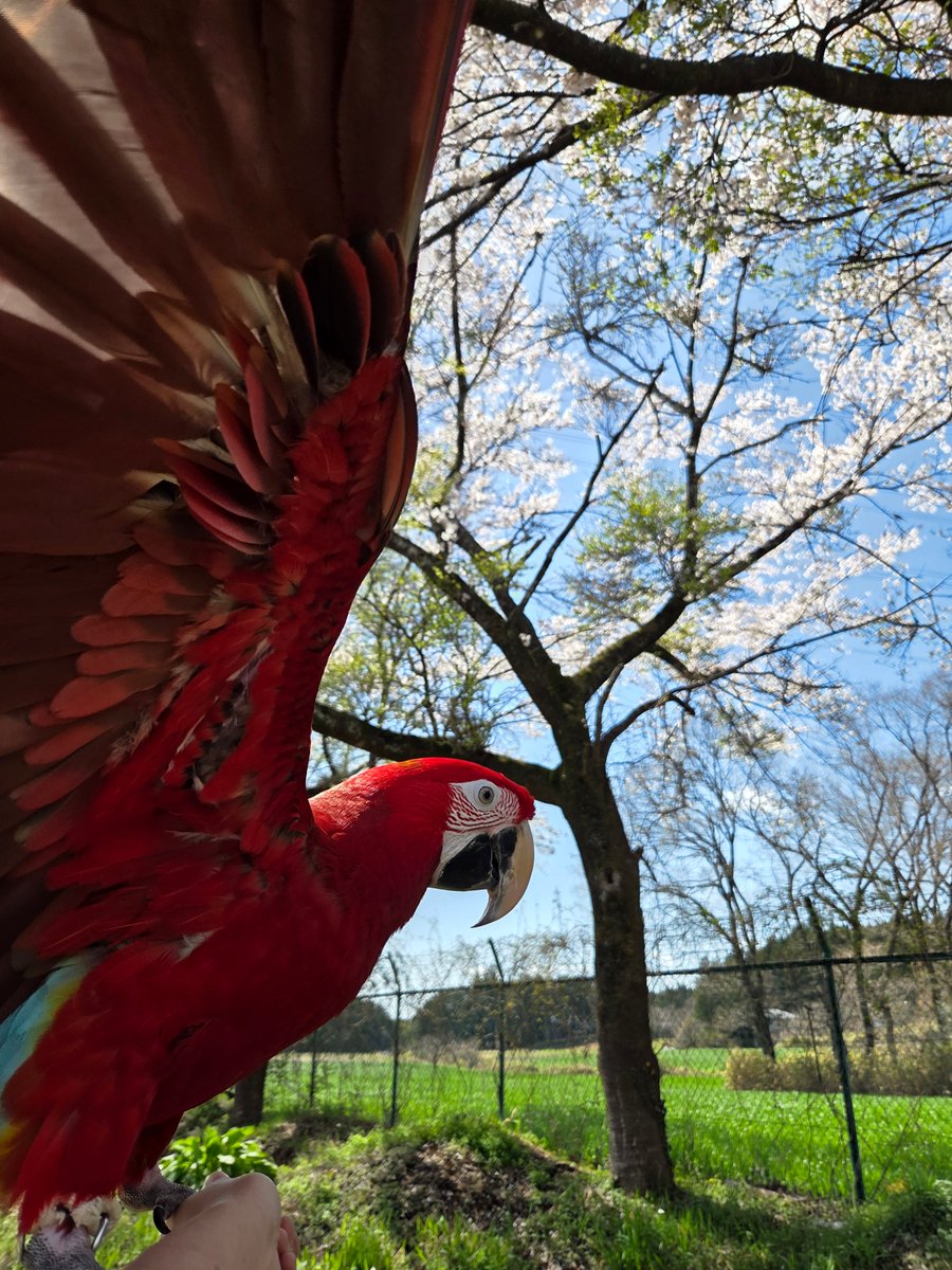 那須ワールドモンキーパーク【公式】 tweet media