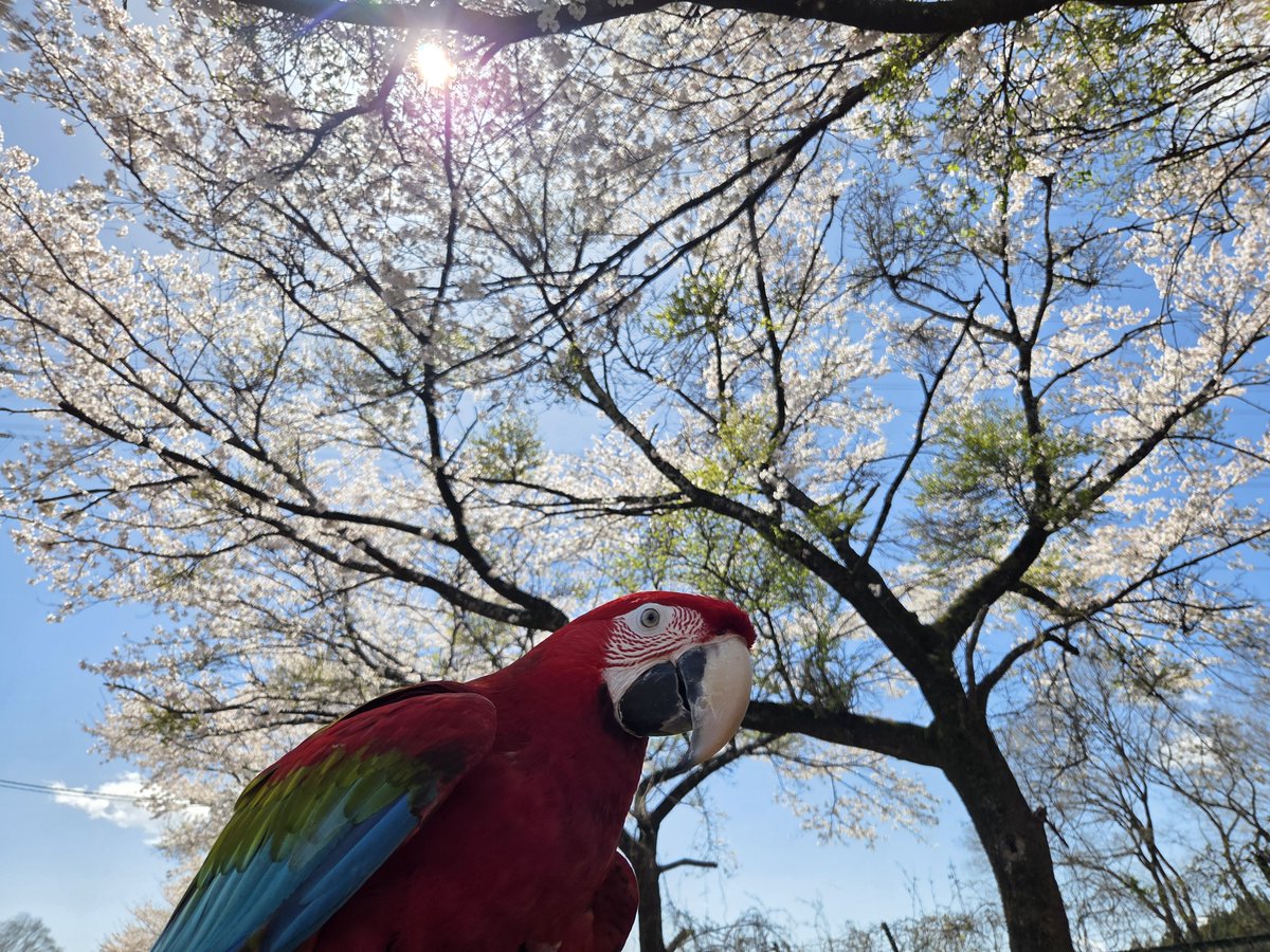 那須ワールドモンキーパーク【公式】 tweet media