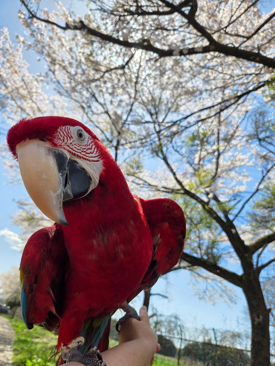 那須ワールドモンキーパーク【公式】 tweet media