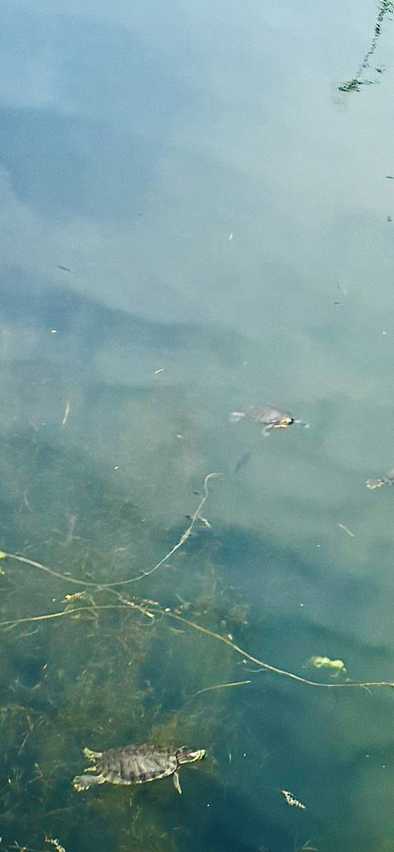 MattCoco11's tweet image. ちっさい池なのに。

アカミミだらけ🐢