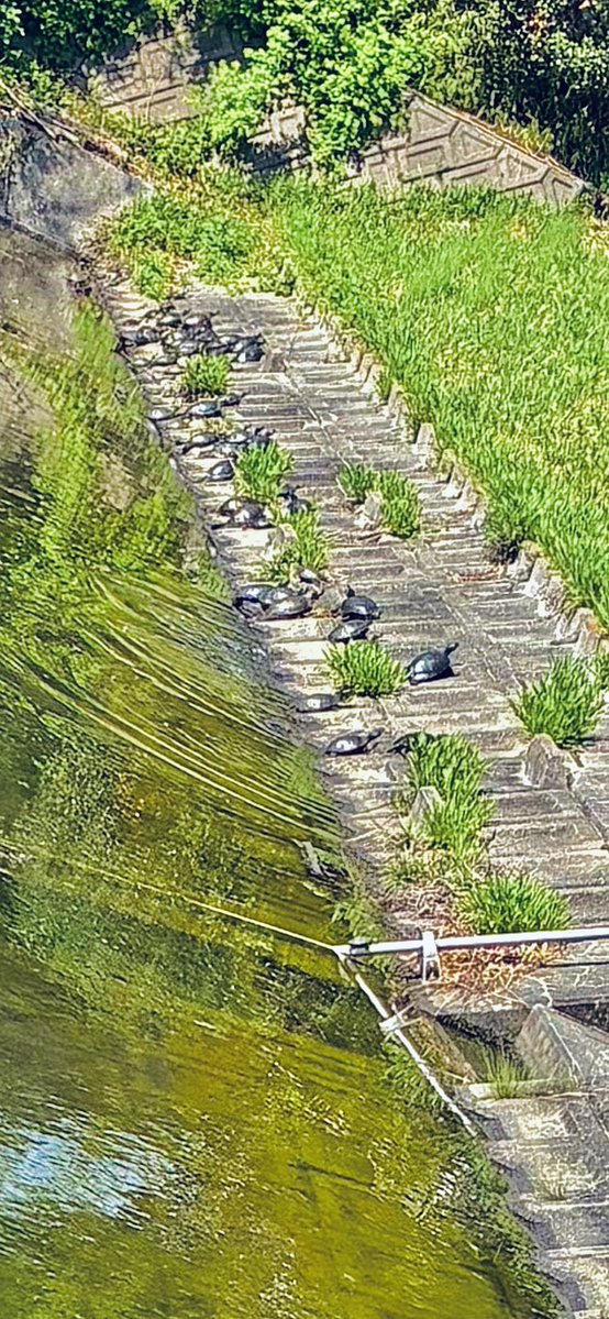 MattCoco11's tweet image. ちっさい池なのに。

アカミミだらけ🐢