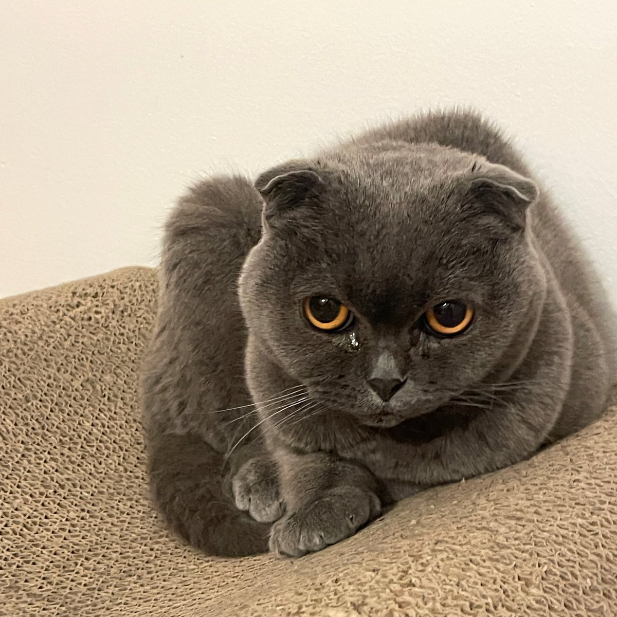 Pearl Grey 🩶 tweet media