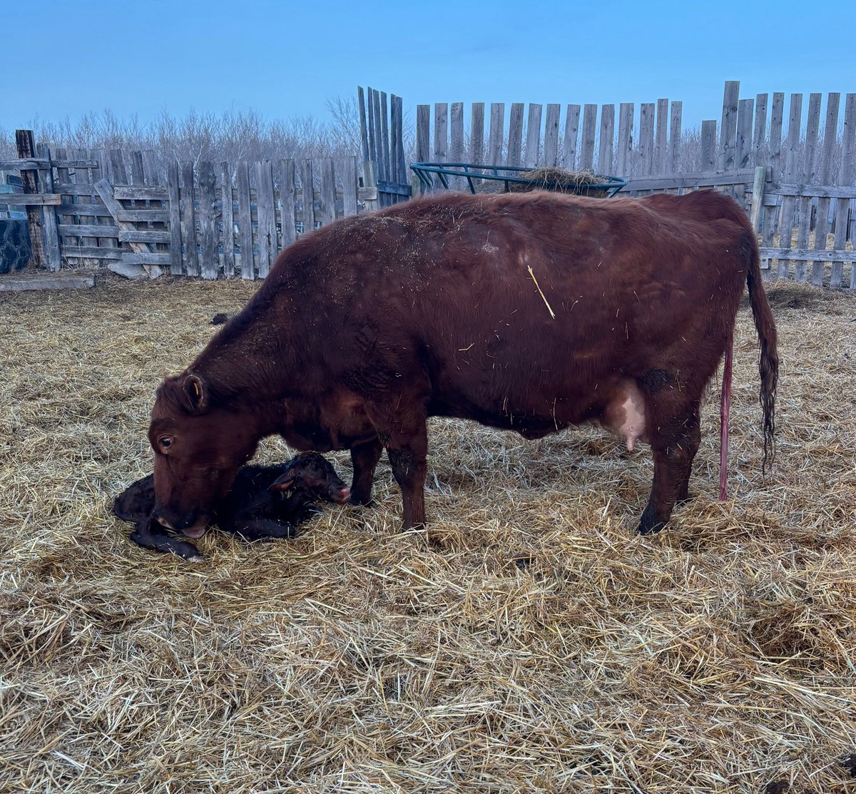 4FAngusBoy's tweet photo. I read somewhere on here lately not to keep old cows 

Anyhow here is our grandma of the herd, 16 years young. Never missed all her life and she just laid down another heifer calf

And weirdly enough she has all the traits you need for longevity (feet, udder, fleshing ability) https://t.co/u4nQ9CDUse
