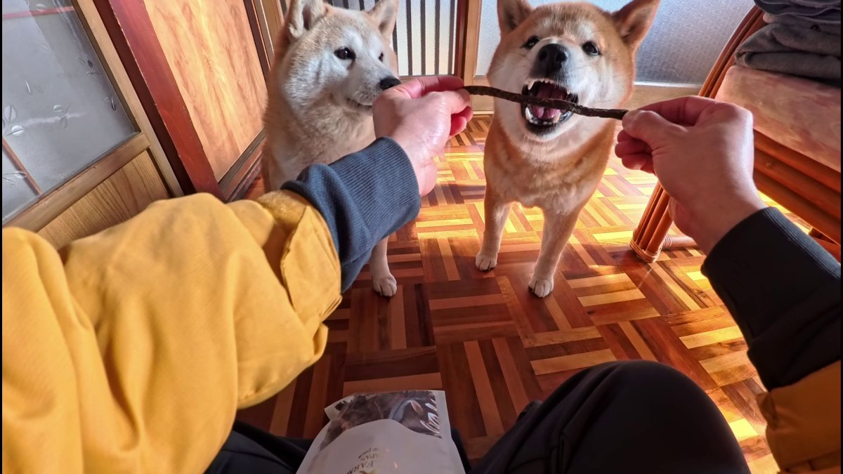 GMJpaCSCbuIDYDw's tweet image. 2026年4月28日(火) 
細くて長いけど、ぶ厚いので食べごたえのある馬肉カット
#dog #shiba #犬 #柴犬 #丸柴 #犬のいる生活 #柴犬がいる暮らし
くわしくはコチラから
youtu.be/NTTvDHj0AUo @YouTube