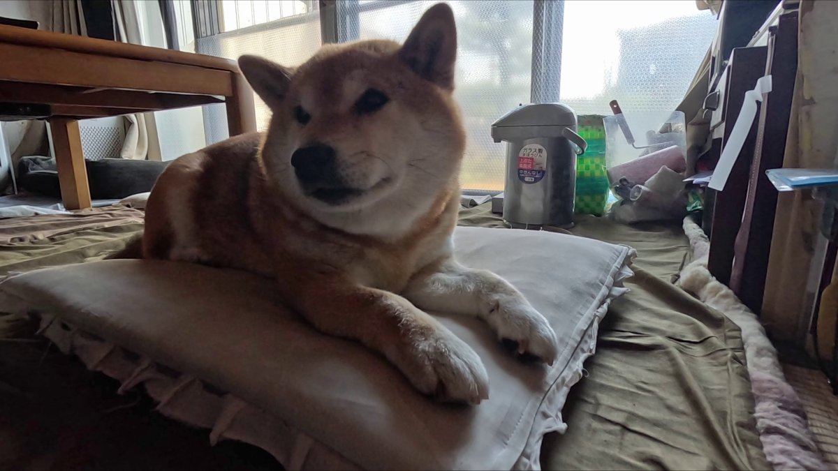 GMJpaCSCbuIDYDw's tweet image. おじいちゃんの座布団を守り続ける末っ子ちゃん
#dog #shiba #犬 #柴犬 #丸柴 #犬のいる生活 #柴犬がいる暮らし
くわしくはコチラから
youtu.be/UffT9KemrQs @YouTube