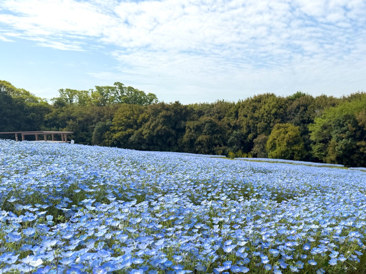 万博記念公園【公式】 tweet media