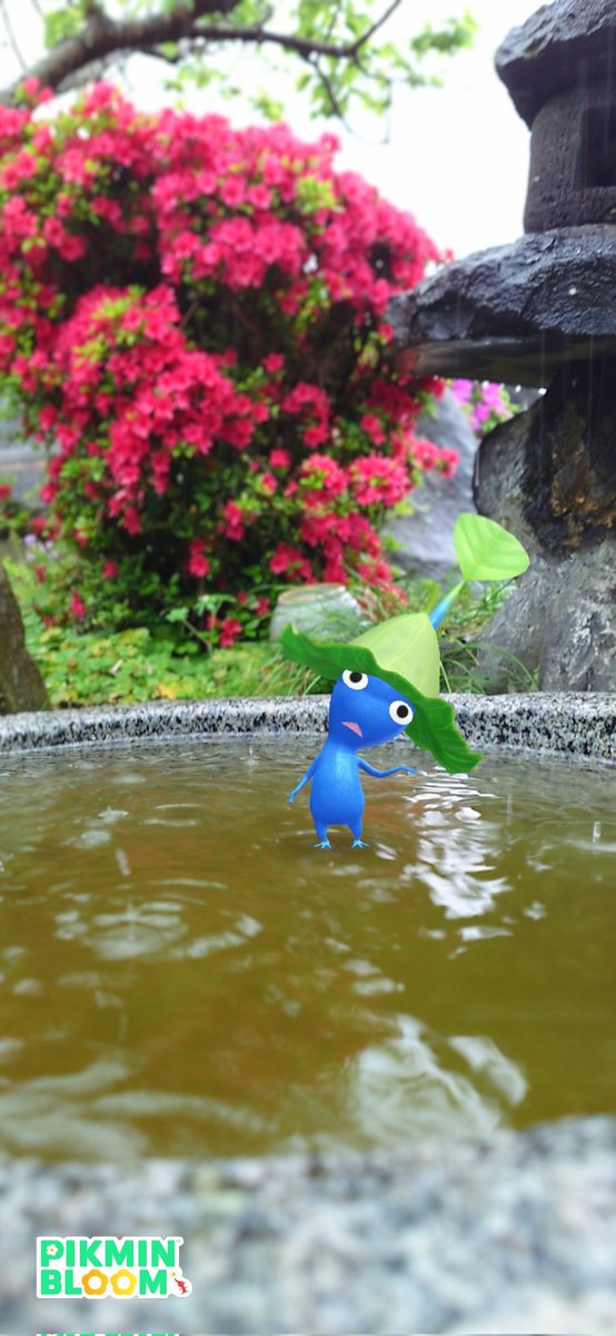 okaan20211101's tweet image. 今月のお題は「青ピクミン」🔵
#ピクミンブルームARフォト部

恵みの雨　うけとめて

#PikminBloom #NianticAR #PikminAR #Pikminsnap
#ピクミンブルーム