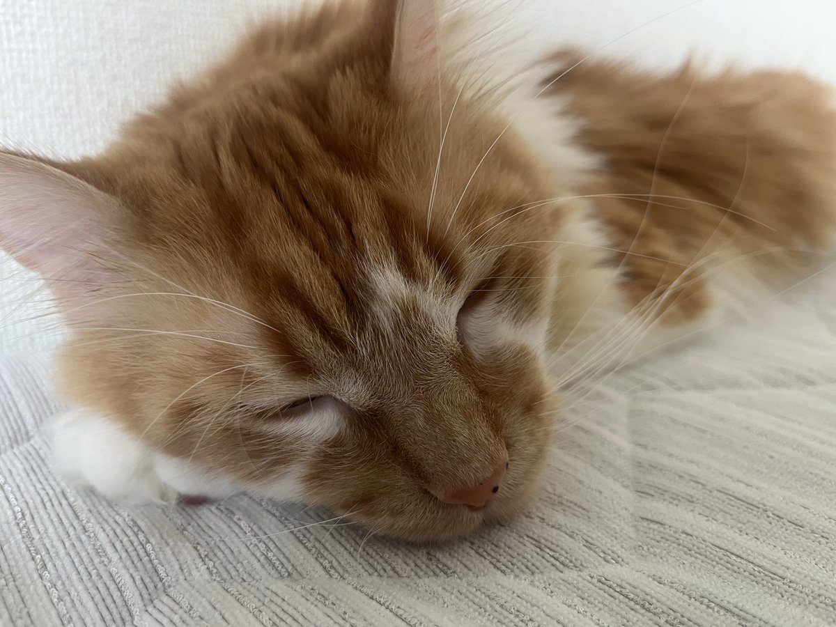 sinobushot's tweet photo. ここ数日、"俺を寝かしつけろ"と肩に登ってくる可愛い我が子(￣▽￣) https://t.co/HTxk9ZRDZk