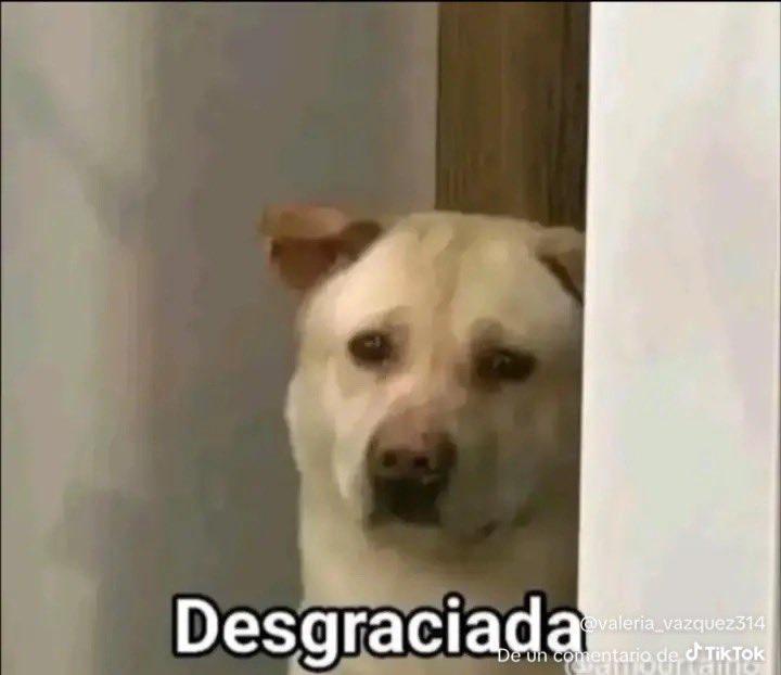 pretzeel 𐔌՞. .՞𐦯 tweet media