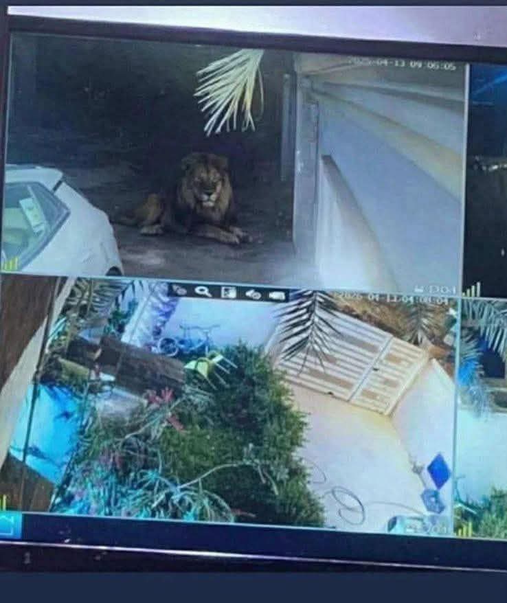 Zaed___K tweet media