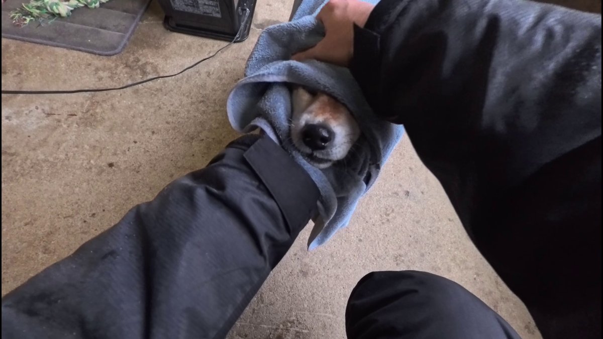 GMJpaCSCbuIDYDw's tweet image. オヤツあげるので体拭かせてください！末っ子ちゃん！
#dog #shiba #犬 #柴犬 #丸柴 #犬のいる生活 #柴犬がいる暮らし
くわしくはコチラから
youtu.be/PATAk7S-vR0 @YouTube