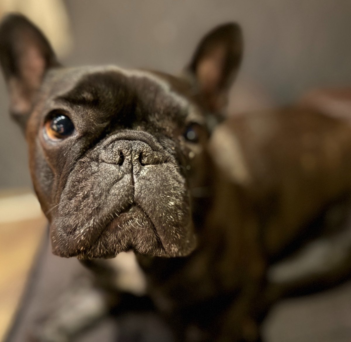 フレブルのとうふちゃん tweet media