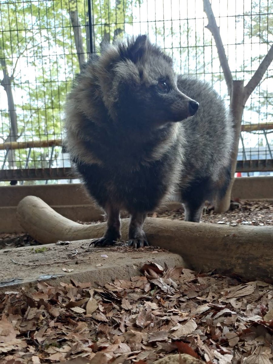 【公式】川崎市夢見ヶ崎動物公園 tweet media