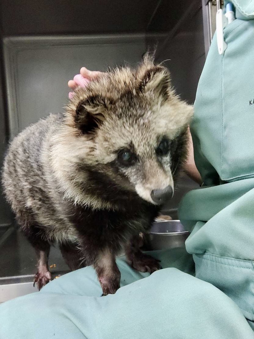 【公式】川崎市夢見ヶ崎動物公園 tweet media