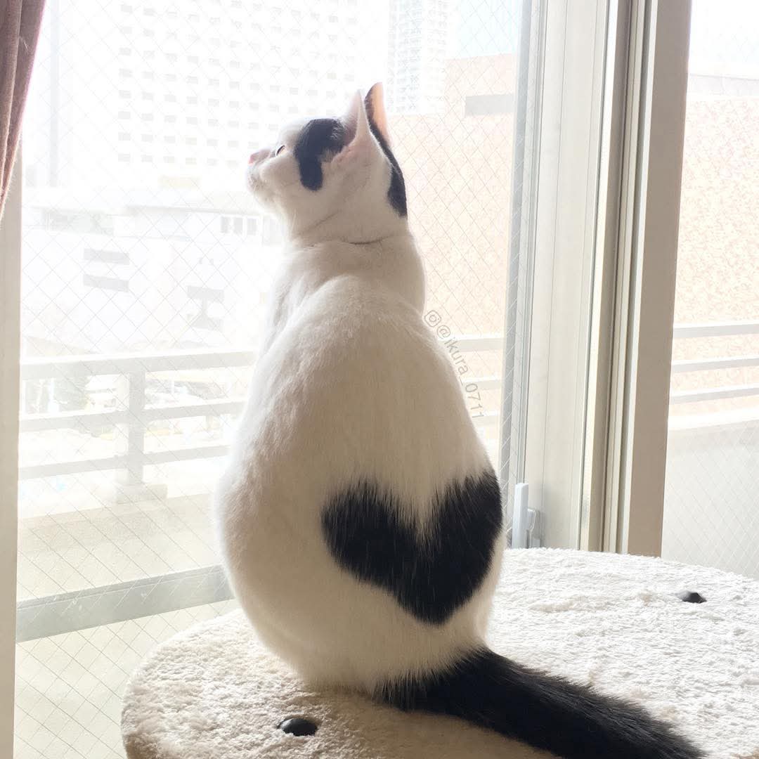 Alice_Vogue's tweet image. #HEALING #KITTY #CATS