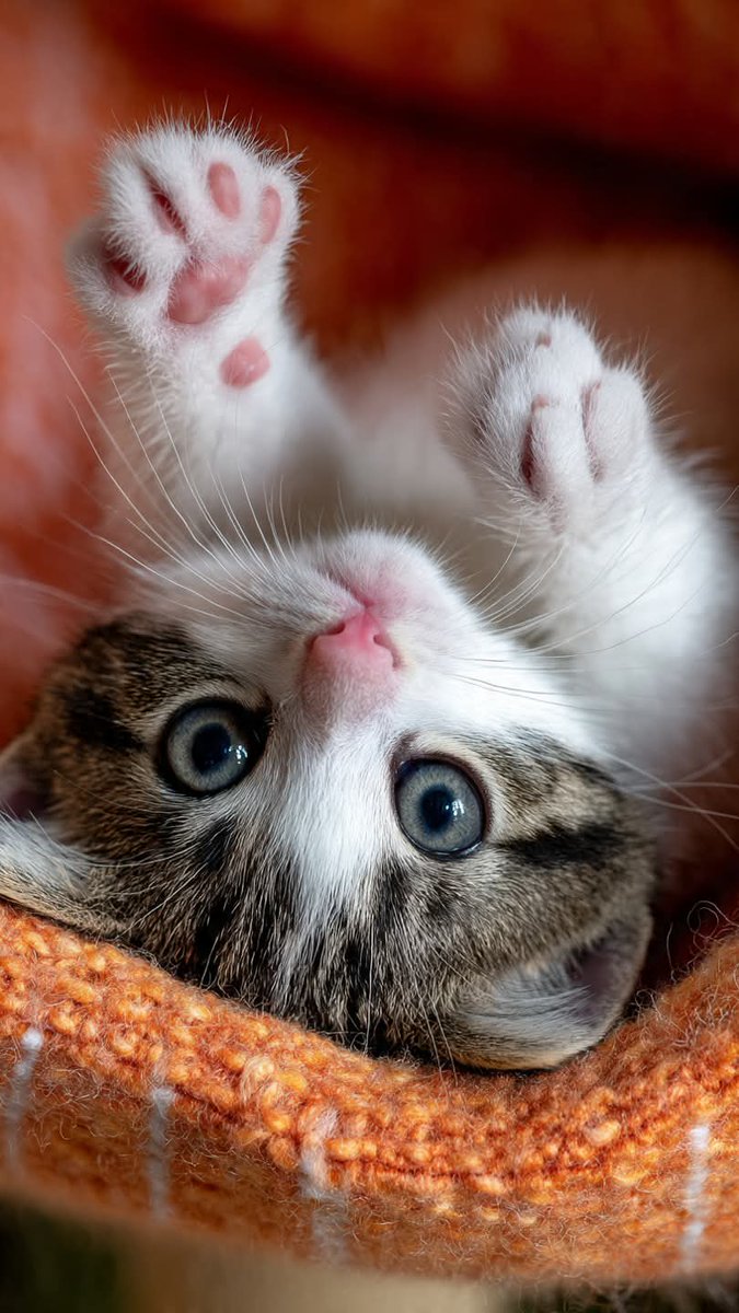 Alice_Vogue's tweet image. #HEALING #KITTY #CATS