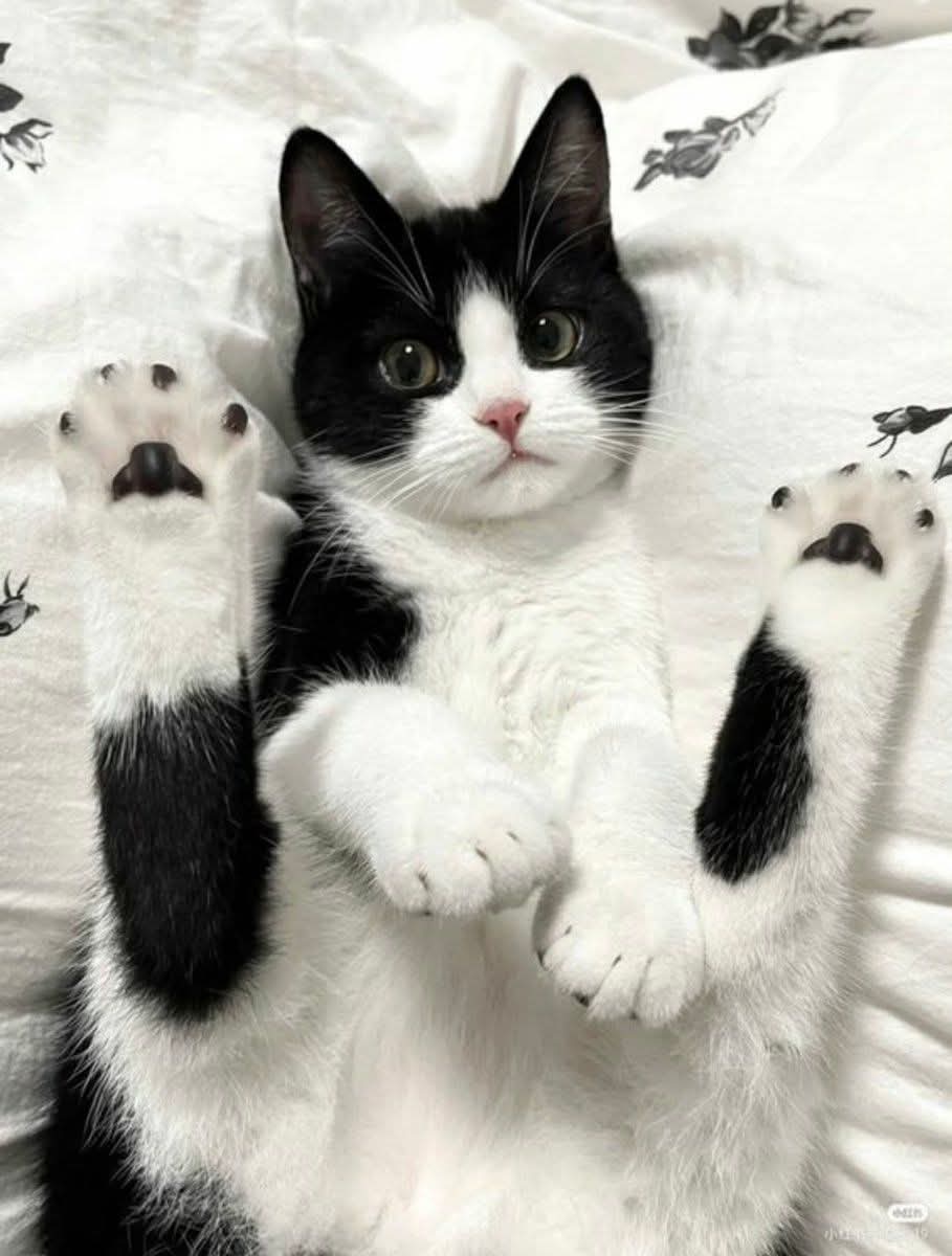 Alice_Vogue_2nd's tweet image. #HEALING #KITTY #CATS