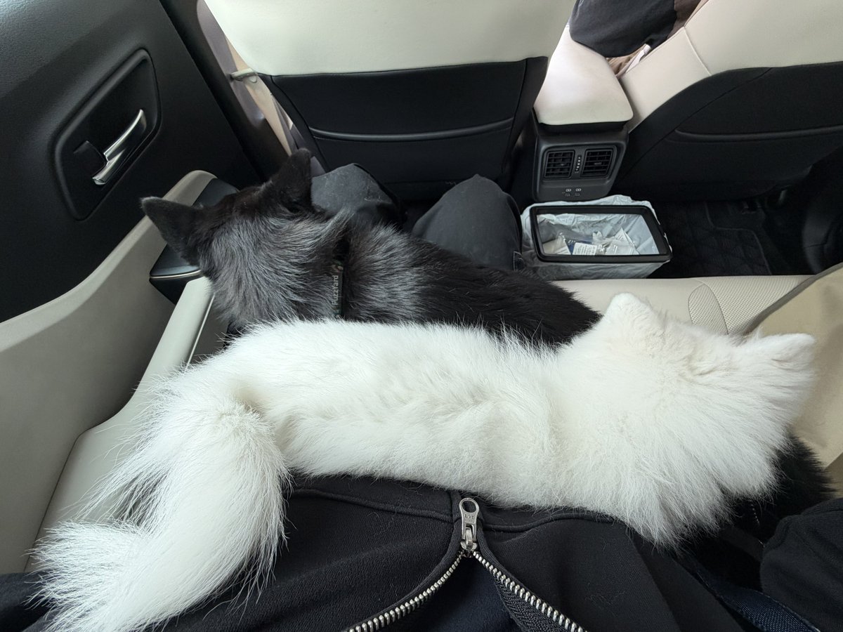 めい🐍 tweet media