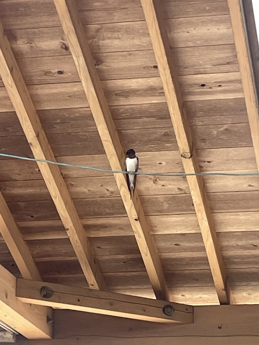 きばち tweet media