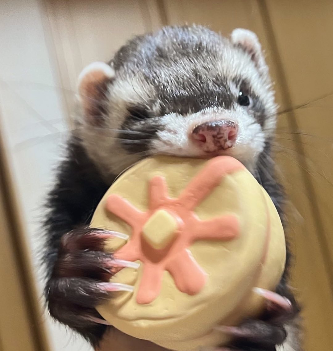 かな@5/10アニマルEXPO2026【Chubby Ferret】 tweet media